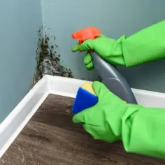 Ręce w zielonych rękawiczkach używają preparatu na grzyba na ścianie, spryskując go i szorując gąbką.