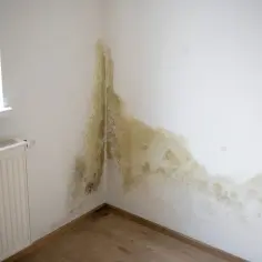 Pleśń na ścianie w rogu pokoju, przy grzejniku i oknie. Dowiedz się, jak usunąć wilgoć ze ściany, zanim problem się pogorszy.